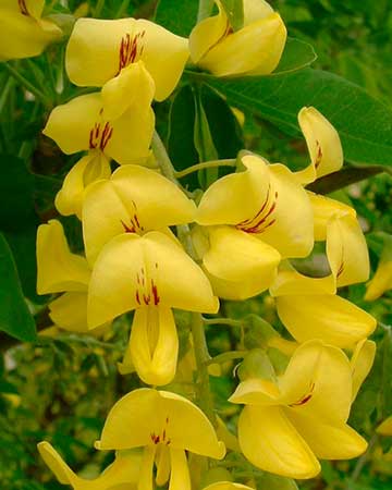 Цветки (Laburnum anagyroides)