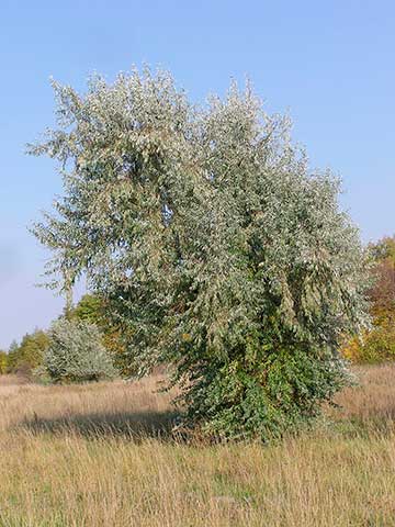 Общий вид растения, Саратовская область