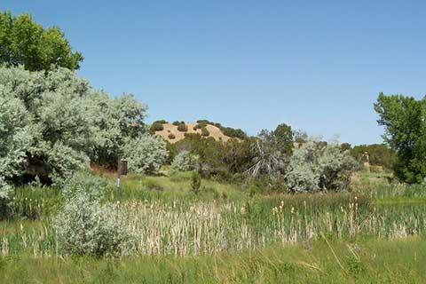 Русская олива (серебристая листва) разрастается в Нью-Мексико (США)