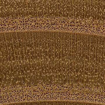 Русская олива (Elaeagnus angustifolia) – торец доски – волокна древесины, увел. 10х