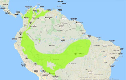Историческое распределение Махагони в Южной Америке на основе экспертных опросов, 2008 г.