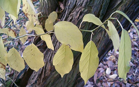 Листья и кора осенью -maclura pomifera
