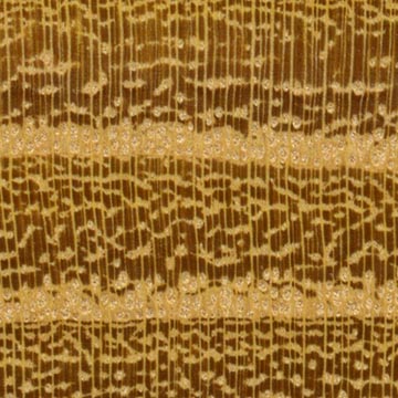 Маклюра оранжевая (Maclura pomifera) – торец доски – волокна древесины, увел. 10х