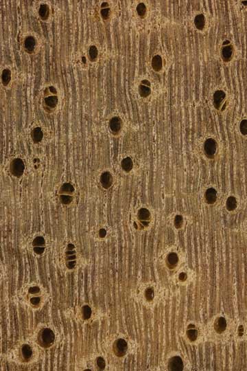 Манго индийское (Mangifera indica) – торец доски – волокна древесины, увел. 10х