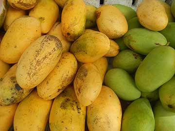 Carabao – типичный полиэмбриональный сорт манго юго-восточного азиатского типа