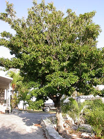 Саподилловое дерево