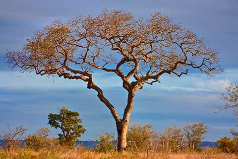 Дерево Марула (Sclerocarya birrea) без листвы недалеко от Скукузы в южном национальном парке Крюгера (Мпумаланга, Южная Африка)