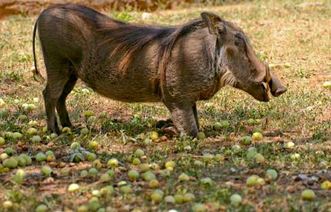 Листья и плоды марулы служат также пищей многим животным Южной Африки: свиньям-бородавочникам, жирафам и водяным козлам, лесным антилопам