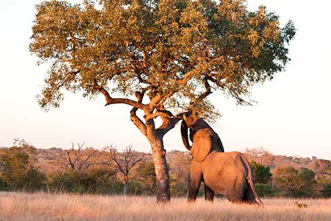 Слон толкает дерево Марула