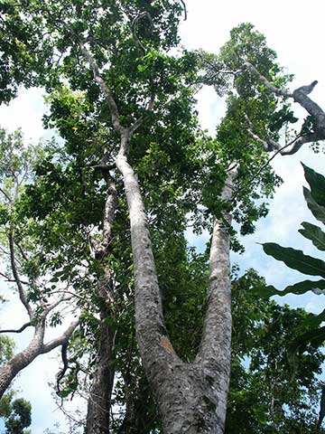 Мербау (Intsia bijuga) – вид снизу вверх
