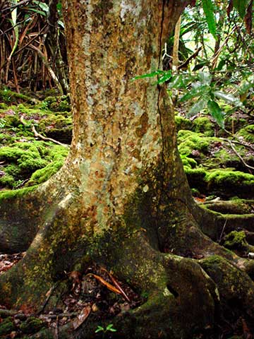 Мербау (Intsia bijuga) – большинство деревьев имеют только небольшие контрфорсы