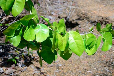Мербау (Intsia bijuga) – листья