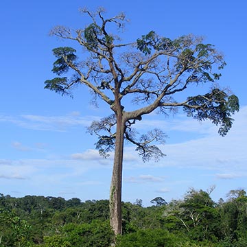 Дерево Моаби