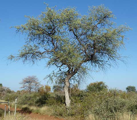 Обычное дерево Монзо – «Свинцовое дерево» (Combretum imberbe). Стинбокпан, ЮАР