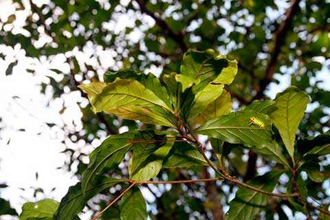 Terminalia amazonia – листья