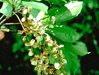 Terminalia amazonia – цветки