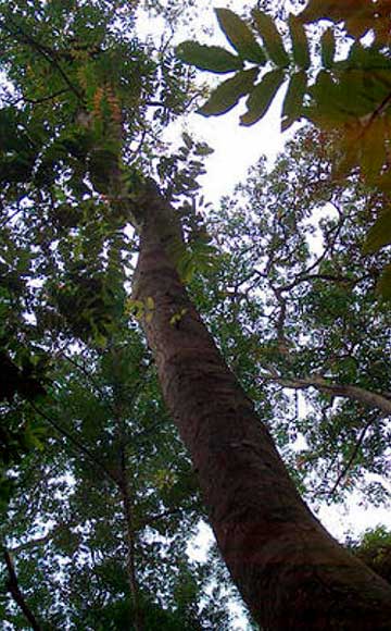 Дерево Окуме