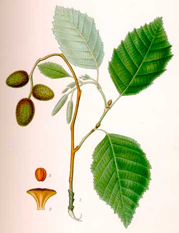 Ботаническая иллюстрация из книги К.А.М. Линдмана «Bilder ur Nordens Flora», 1917–1926