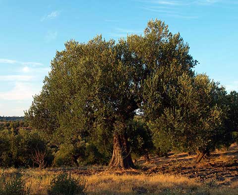 Оливковое дерево в Греции