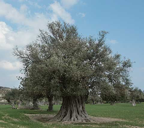 Оливковая роща на Кипре