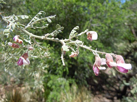 Olneya tesota - цветки с беловато-пурпурными лепестками