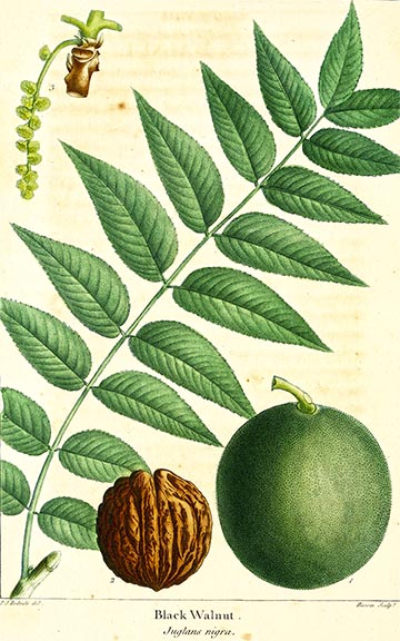 Ботаническая иллюстрация из книги Ф.-А.Мишо The North American Sylva, 1819