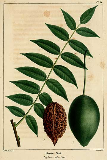 Ботаническая иллюстрация Juglans cinerea из книги Франсуа-Андре Мишо The North American sylva, 1819