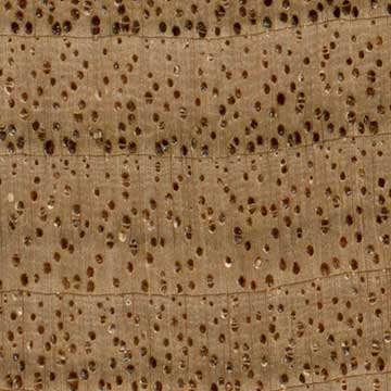 Орех серый (Juglans cinerea) - торец доски – волокна древесины