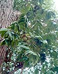 Juglans neotropica – листья и плоды