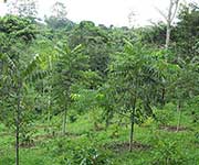 Juglans olanchana – двухлетние деревья, посаженные в Гондурасе