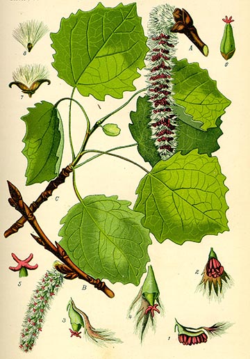Осина - ботаническая иллюстрация