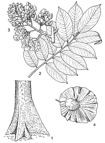 Ботаническая иллюстрация: 1 – основание ствола, 2 – лист, 3 – соцветие, 4 – плод
