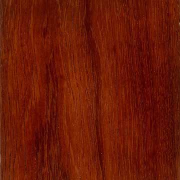 Андаманский падук (Pterocarpus dalbergioides) – древесина под лаком