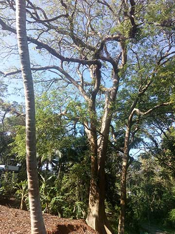 Андаманский падук – эндемик Андаманских островов