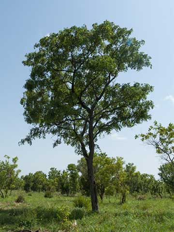 Типичное дерево Барвуд (Pterocarpus erinaceus)