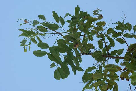 Листва Pterocarpus erinaceus