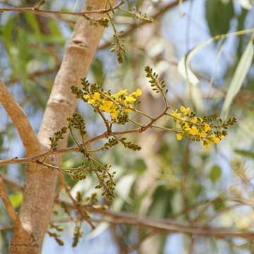 Соцветие Pterocarpus erinaceus