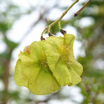Стручки Pterocarpus erinaceus
