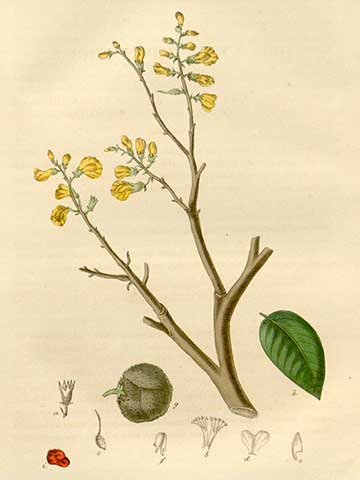 Ботаническая иллюстрация из книги «Medical botany» (У. Вудвилл, У. Д. Гукер, Д. Спратт; 3-е издание, том. 5: том 12, 1832 г.)