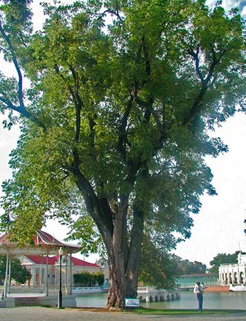 Бирманский падук (Pterocarpus macrocarpus) – культивируемое храмовое дерево в Таиланде