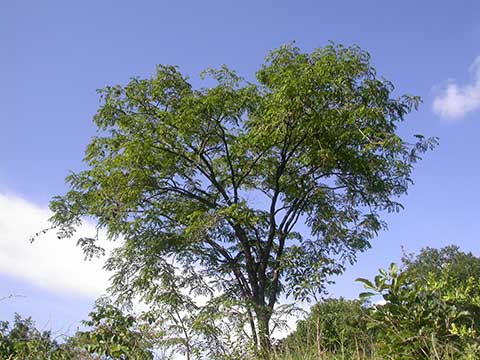 Дерево, растущее в естественной среде обитания