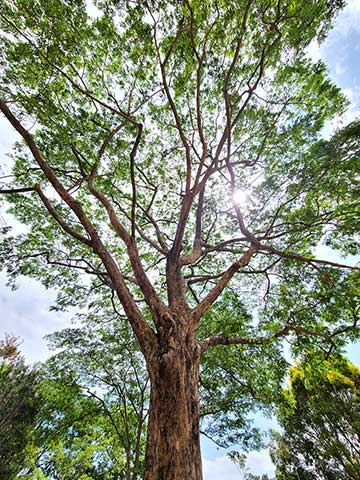Взрослый экземпляр Нарра (Pterocarpus indicus) в Хок Тау на северо-востоке Новых территорий, Гонконг
