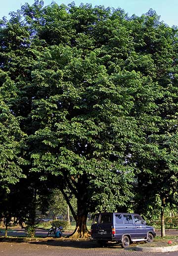 Типичное дерево Нарра (Pterocarpus indicus). Богор, Западная Ява, Индонезия