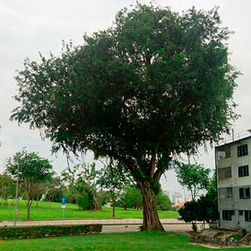 60-летнее дерево Нарра (Pterocarpus indicus), выращенное в открытом грунте, было отмечено как дерево наследия в Сингапуре. Его обхват составляет 7,7 м