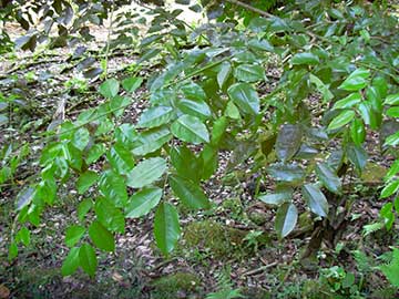 Непарные перистые листья Pterocarpus indicus