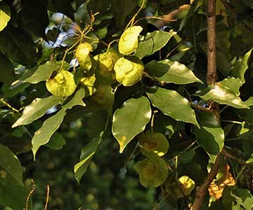 Листья и плоды. Богор, Западная Ява, Индонезия