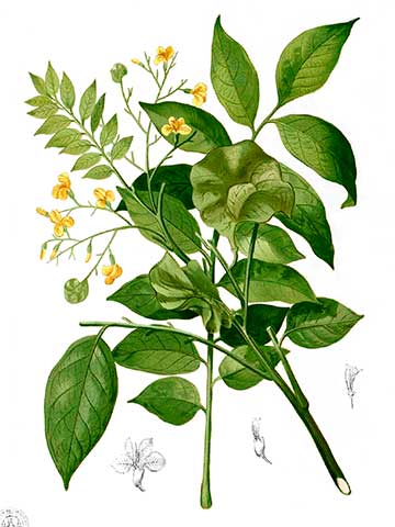 Ботаническая иллюстрация Ф.М. Бланко «Flora de Filipinas» (1880–1883)