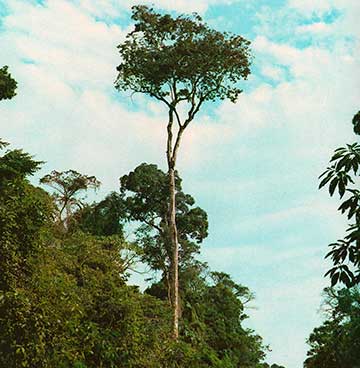 Пау марфим или Гуатамбу (Balfourodendron riedelianum)