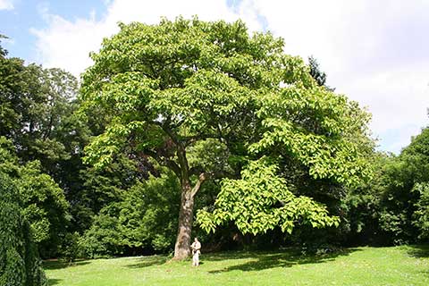 Взрослое дерево. Парк-де-Марьемон, провинция Эно, Бельгия