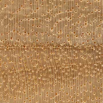 Торец доски – волокна древесины, увел. 10х
